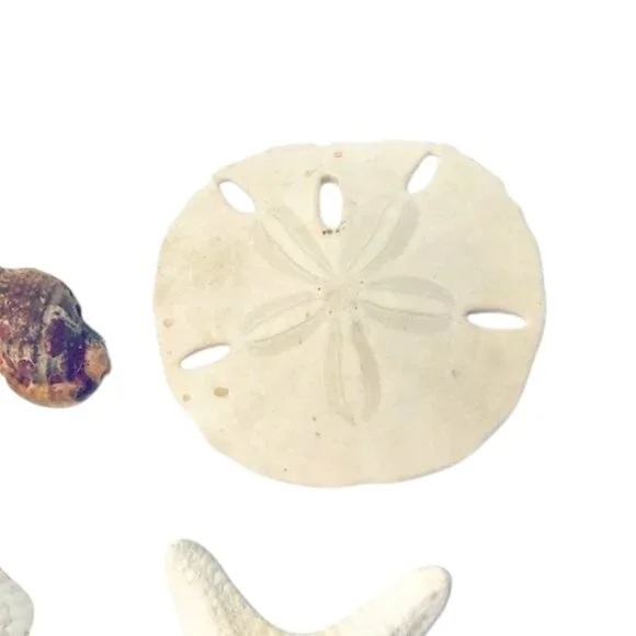 Fresh Florida Seashells Assorted 12 - Picture 5 of 6